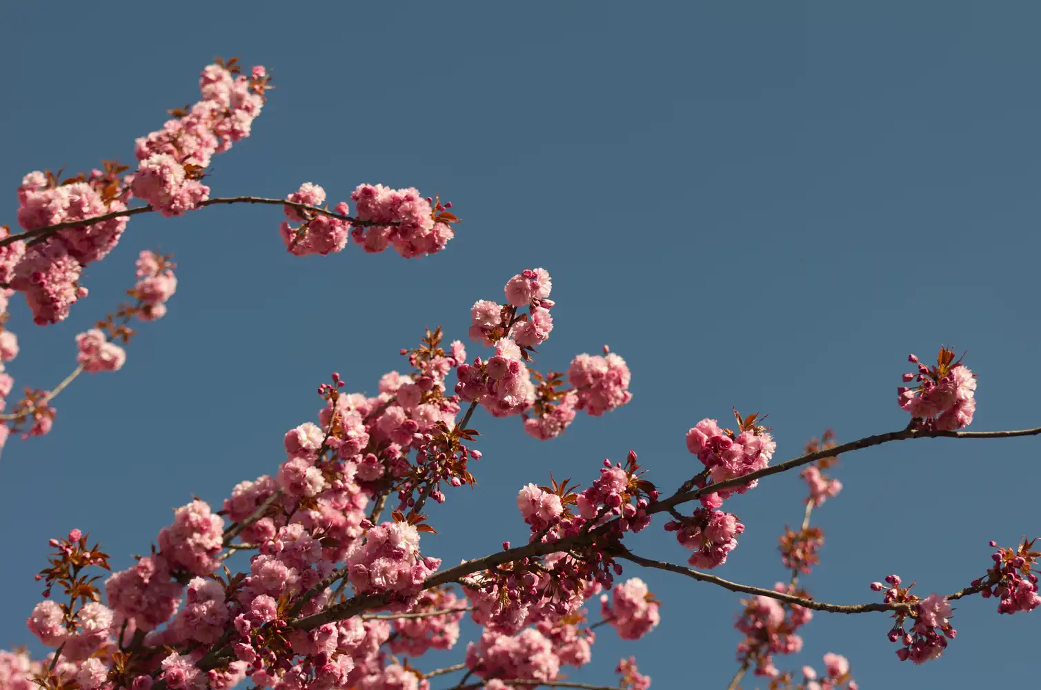 cherry