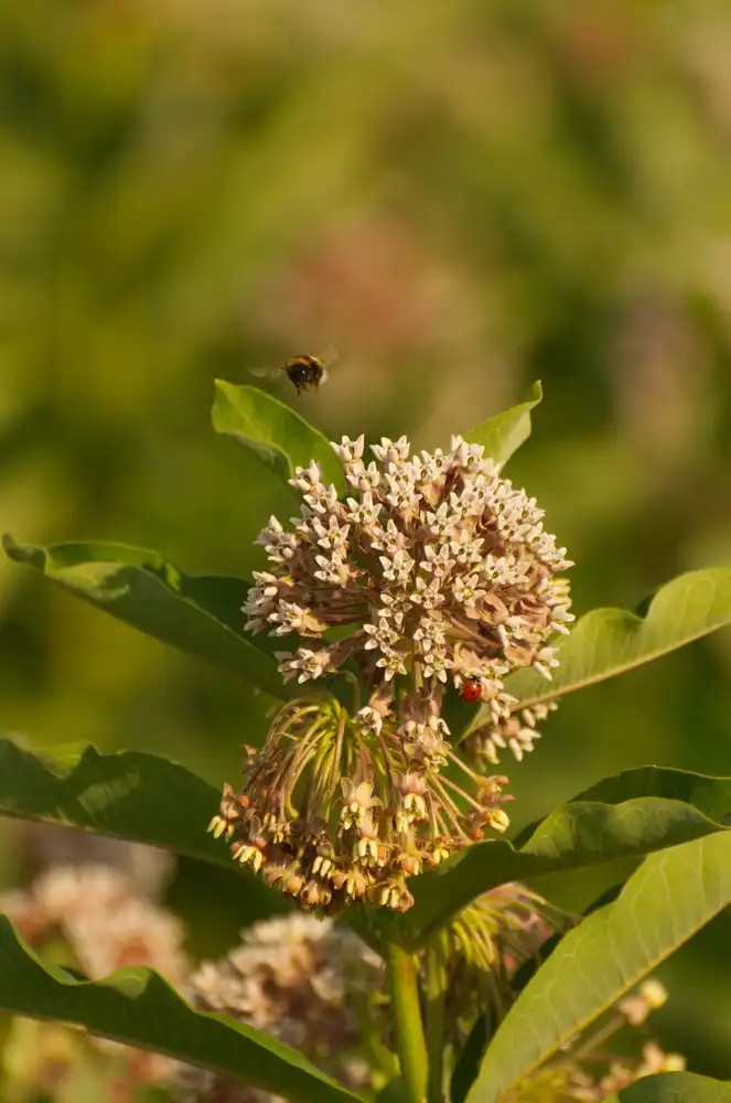 bee