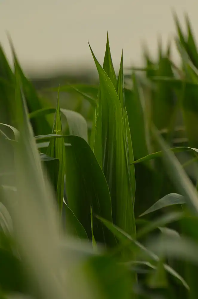 corn